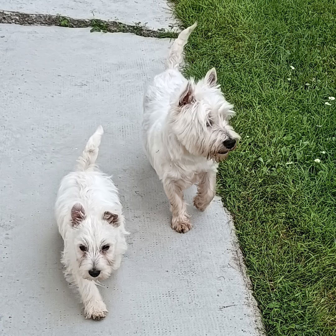 Allevamento Dei Consorti