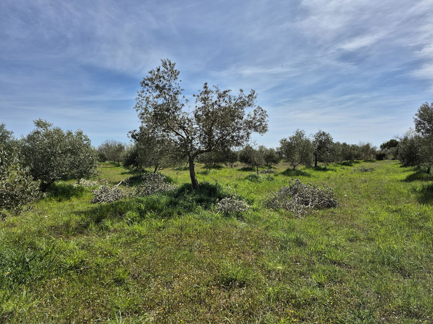 VAL VIDA extra virgin olive oil