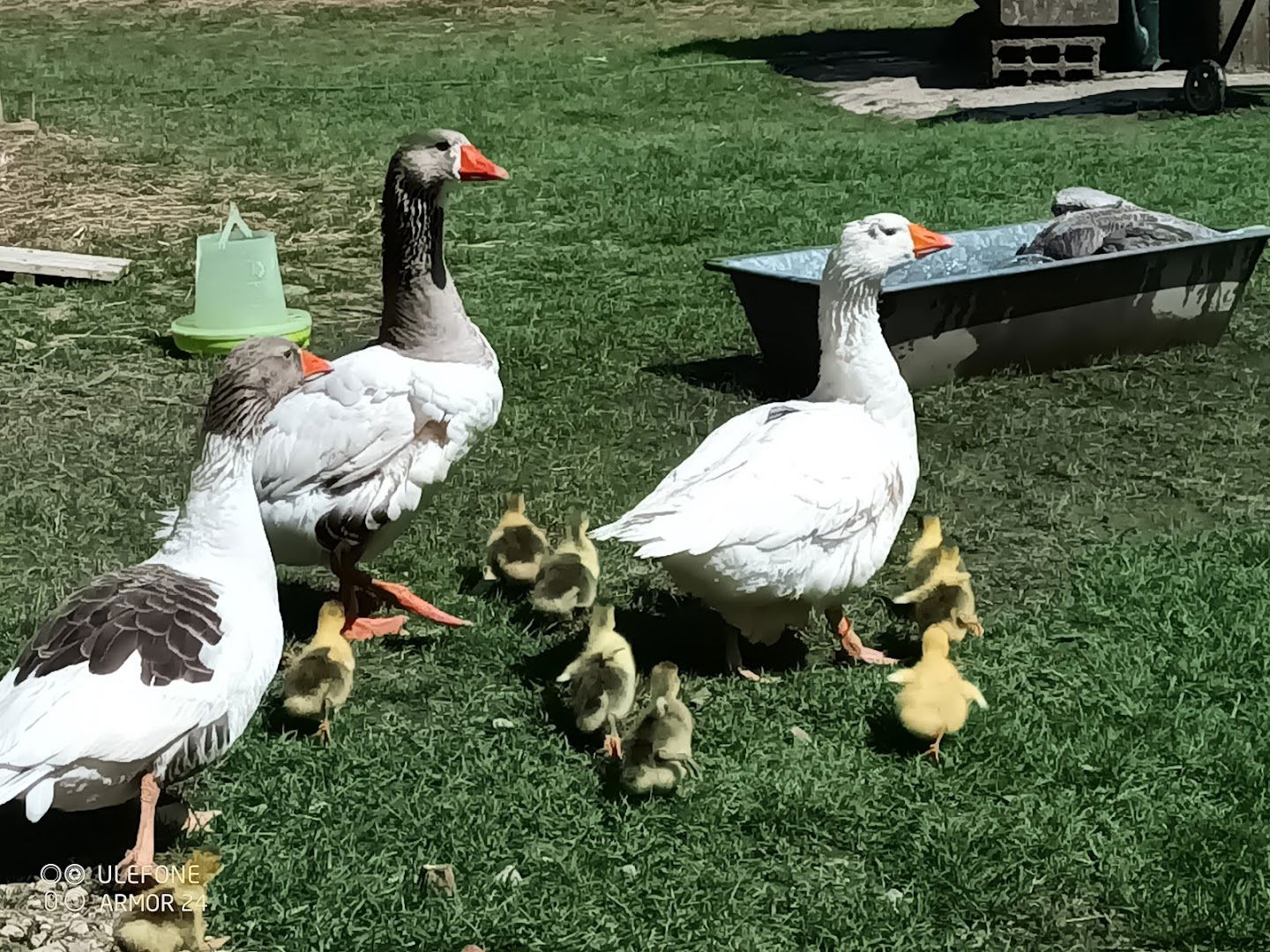 Društvo za zaštitu i očuvanje posavske guske