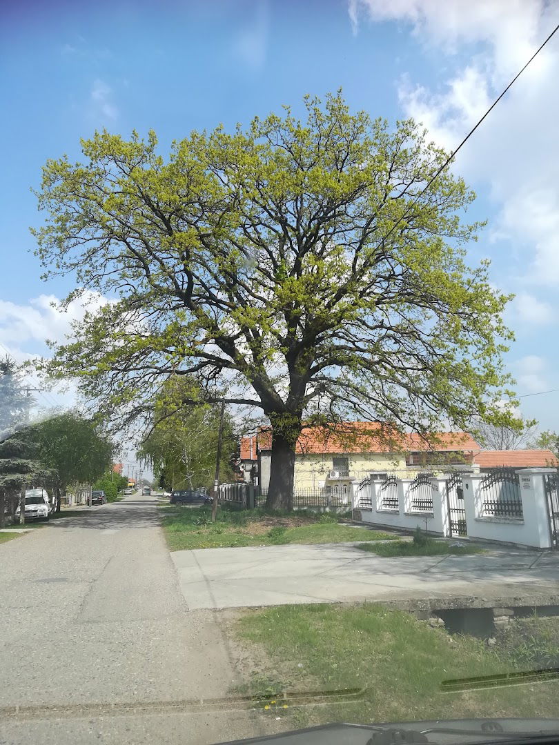 Стари xраст