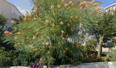 Three Olive Trees Apartment