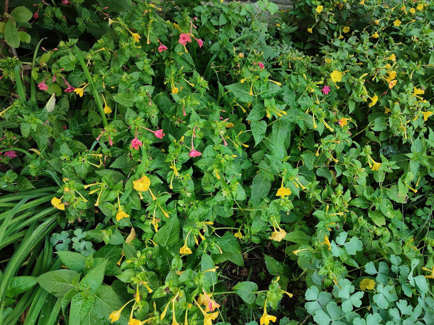 Park Zvonimira Dražića