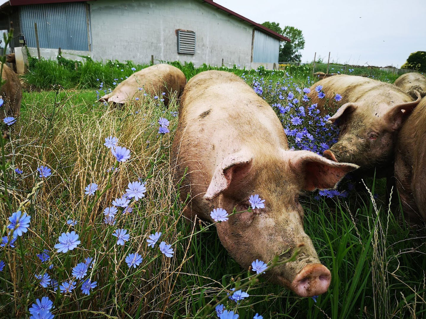 In Cortile Azienda Agricola di Calligaris Stefano