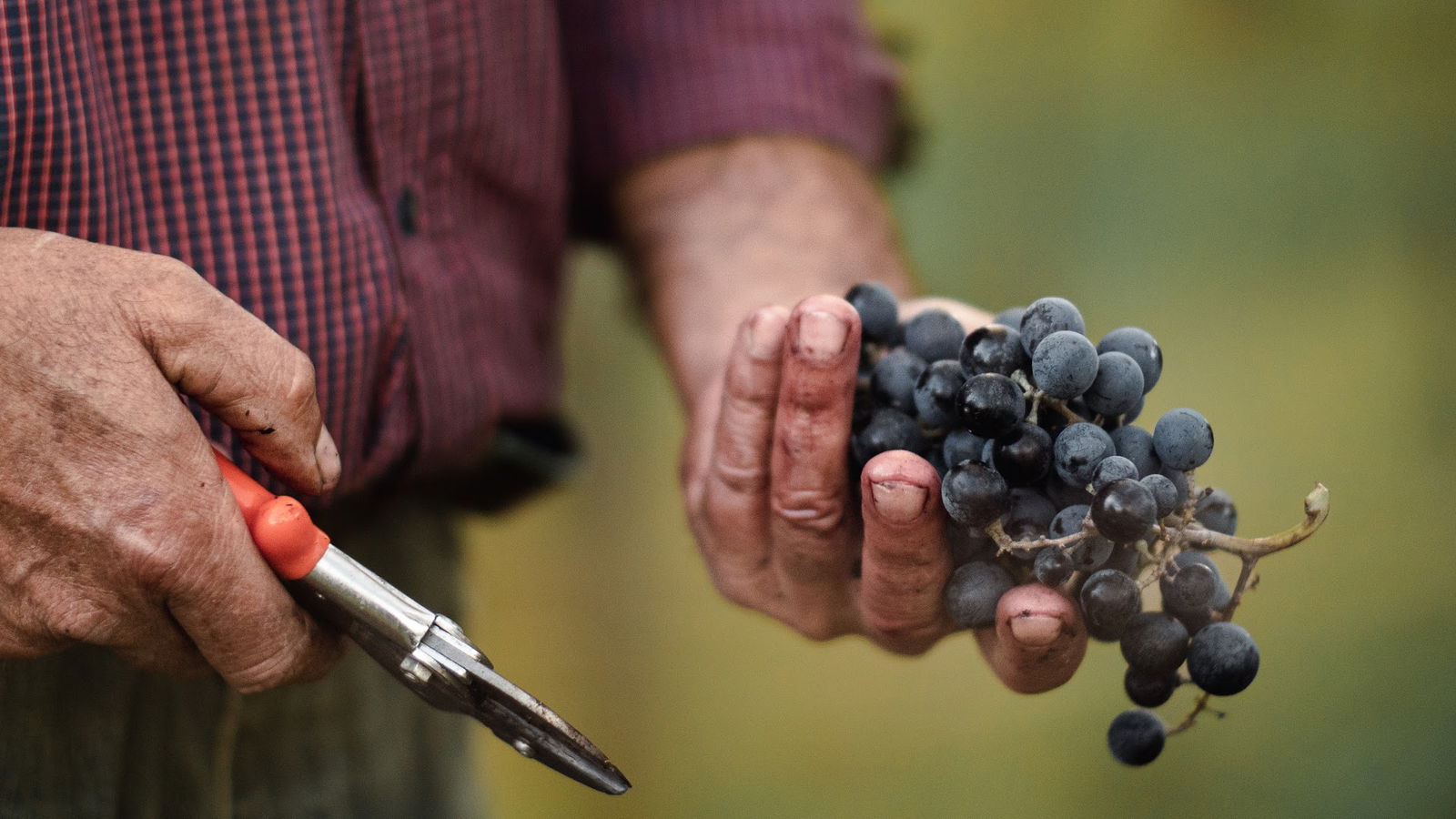 OPG Šuran Petar Rino - Rovinjska vina