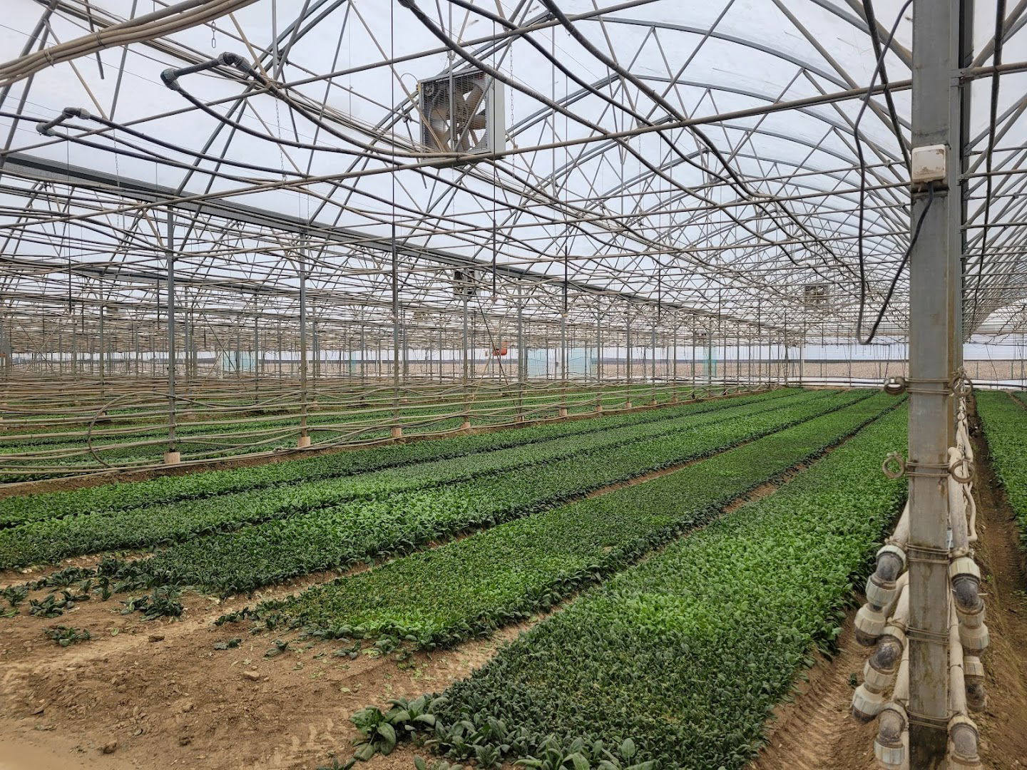 Europolis Plus fabrika Mesarci