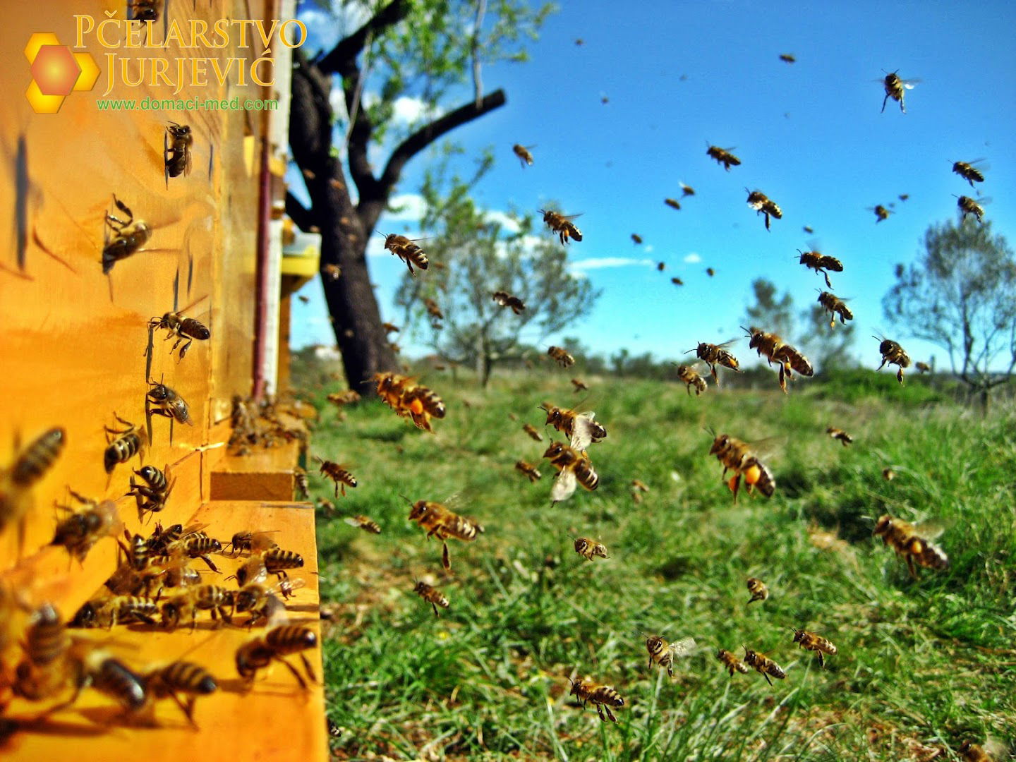 Pčelarstvo Jurjević