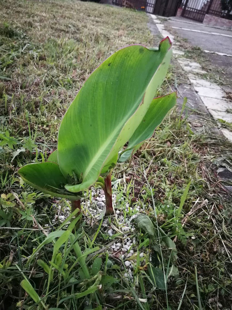 ЈКП "Зеленило Београд"