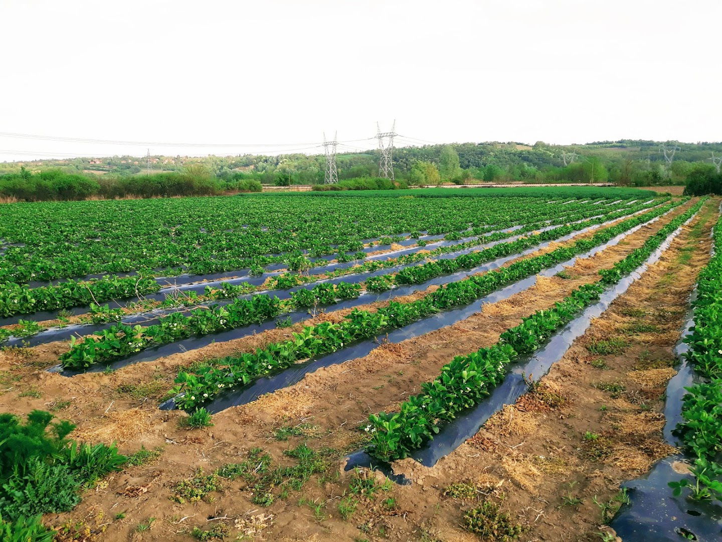 Proizvodnja jagoda Dimitrijević