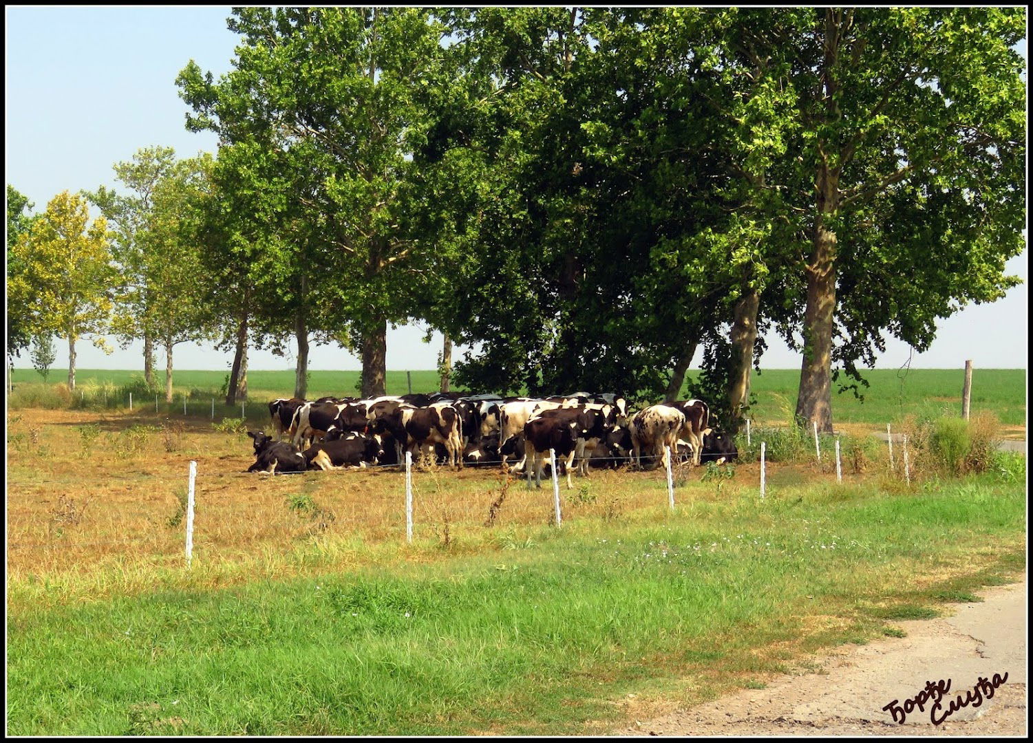 НАПРЕДАК АД Стара Пазова - ПЈ Фарма музних крава