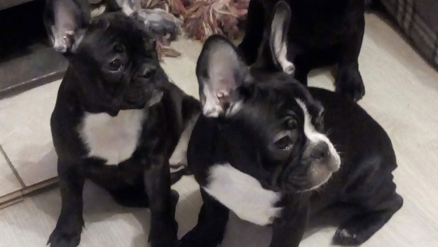 Luna la Teja odgajivacnica pasa