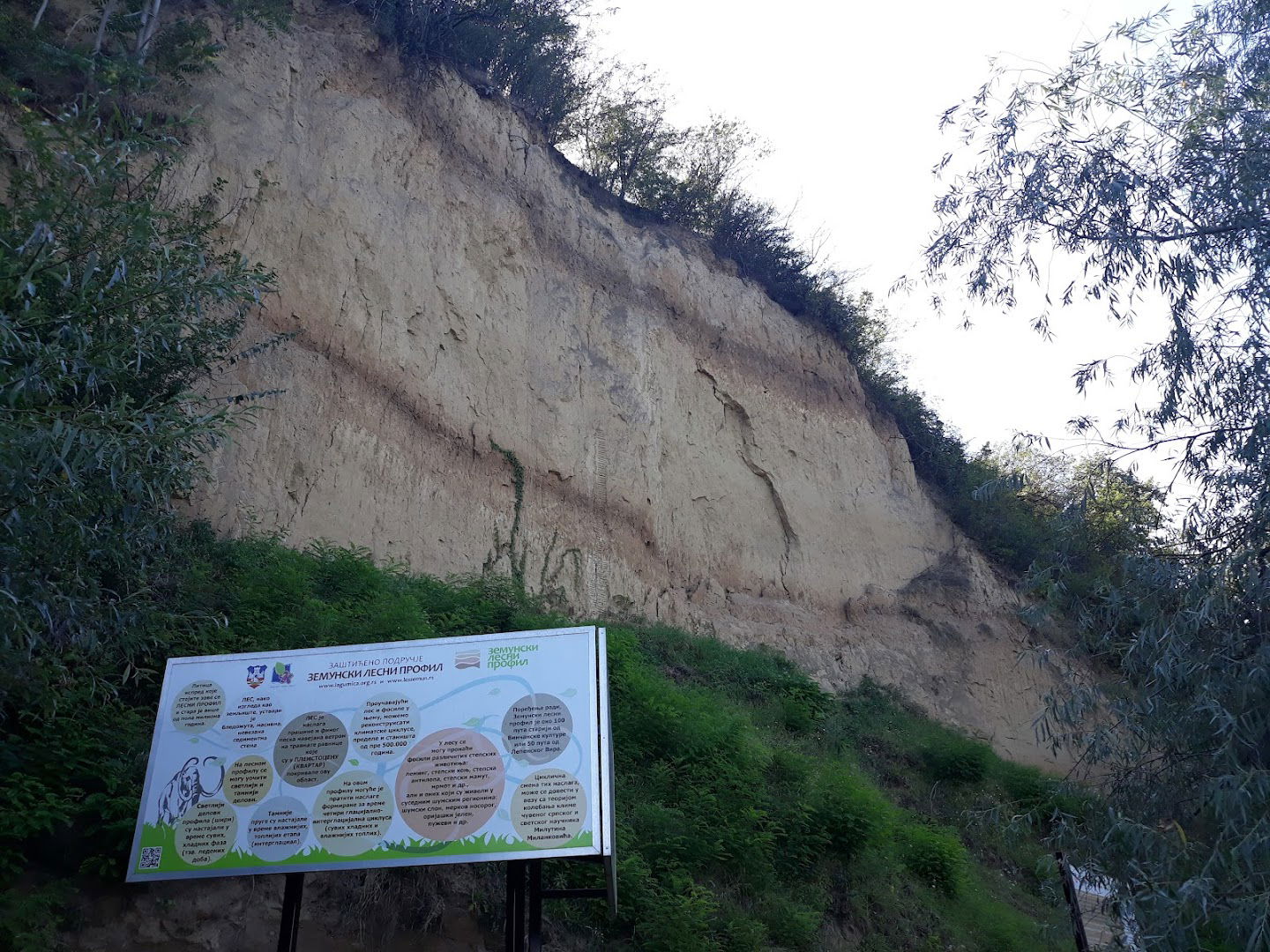 ZP "Zemunski lesni profil"