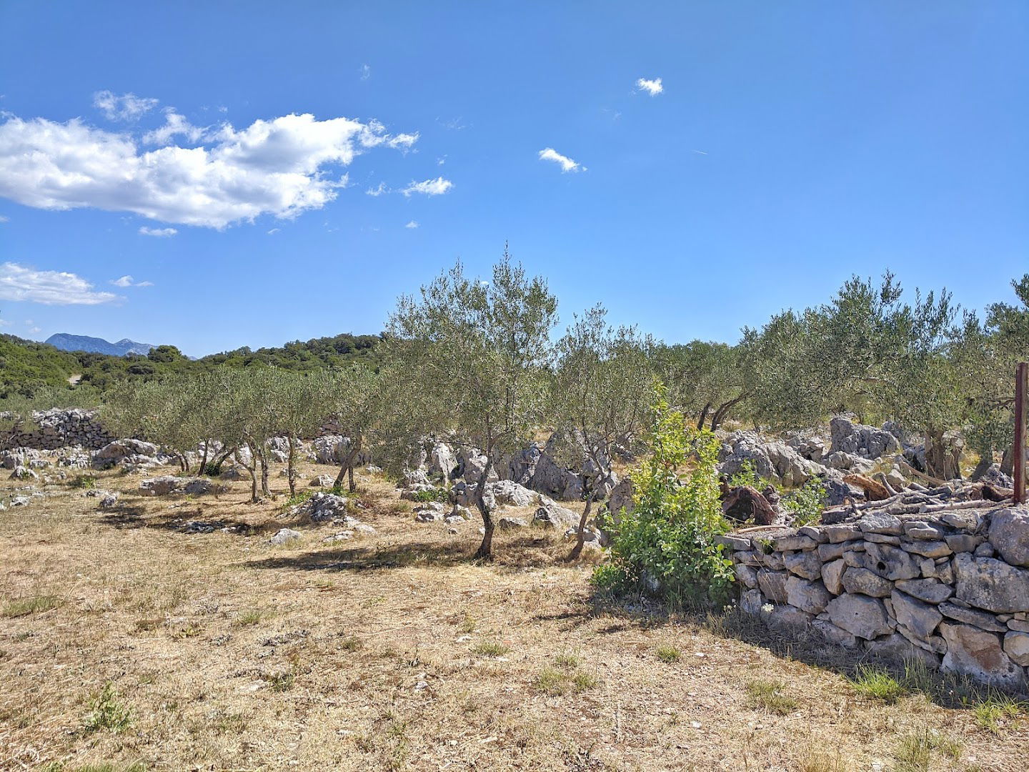 Olive orchards of Trpanj