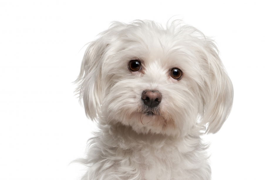 Odgajivacnica pasa "PAS ZA VAS"