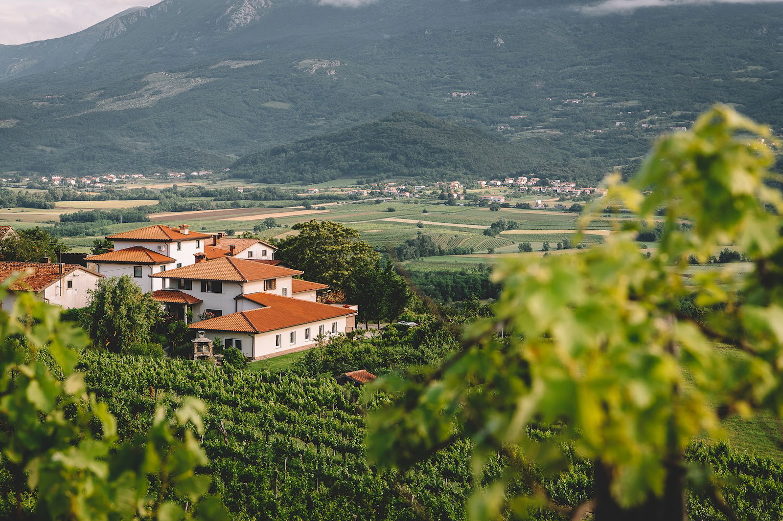 Kmetija Čehovin, Ana Bella wines