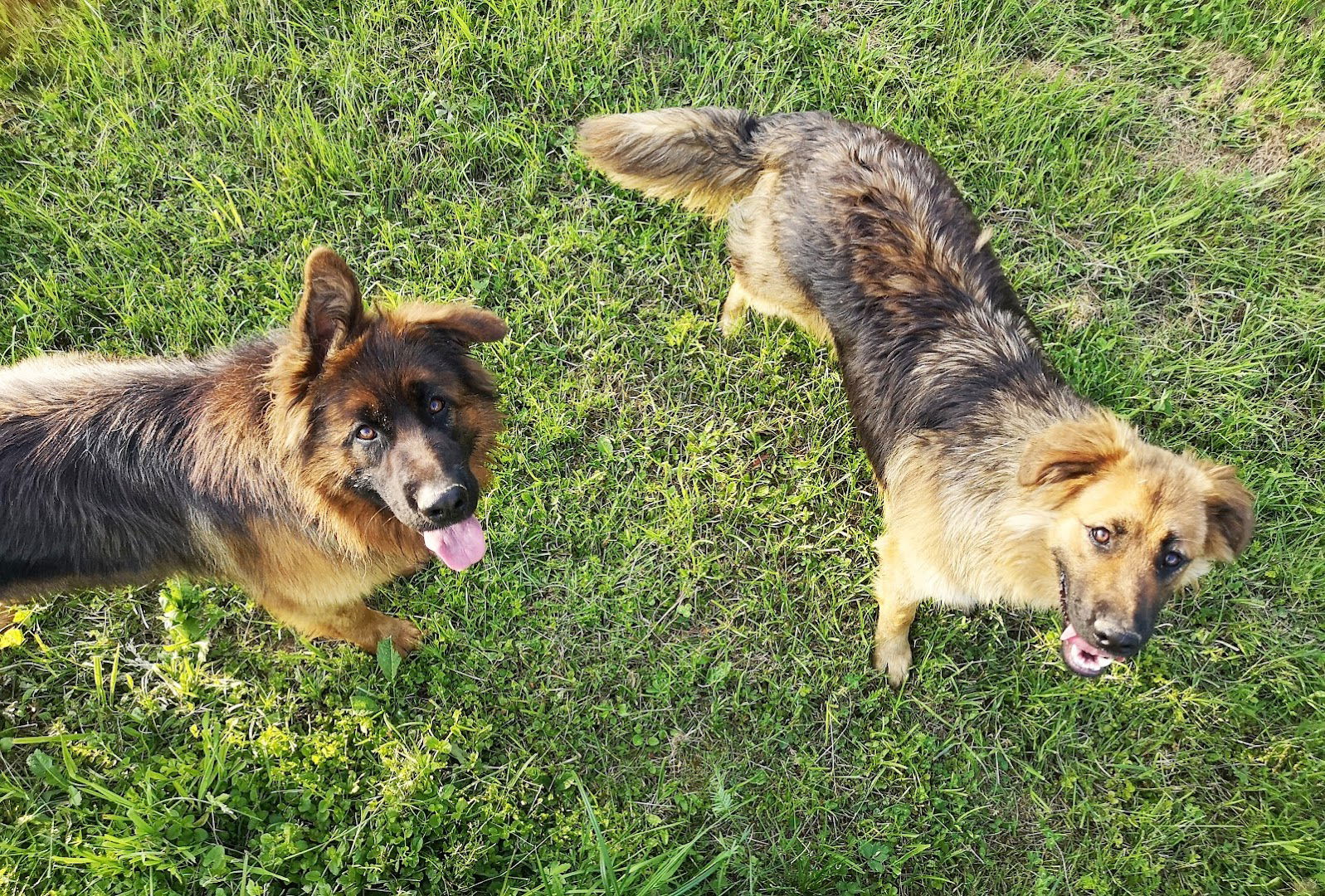 Woff Woff :: Tvornica psećih snova