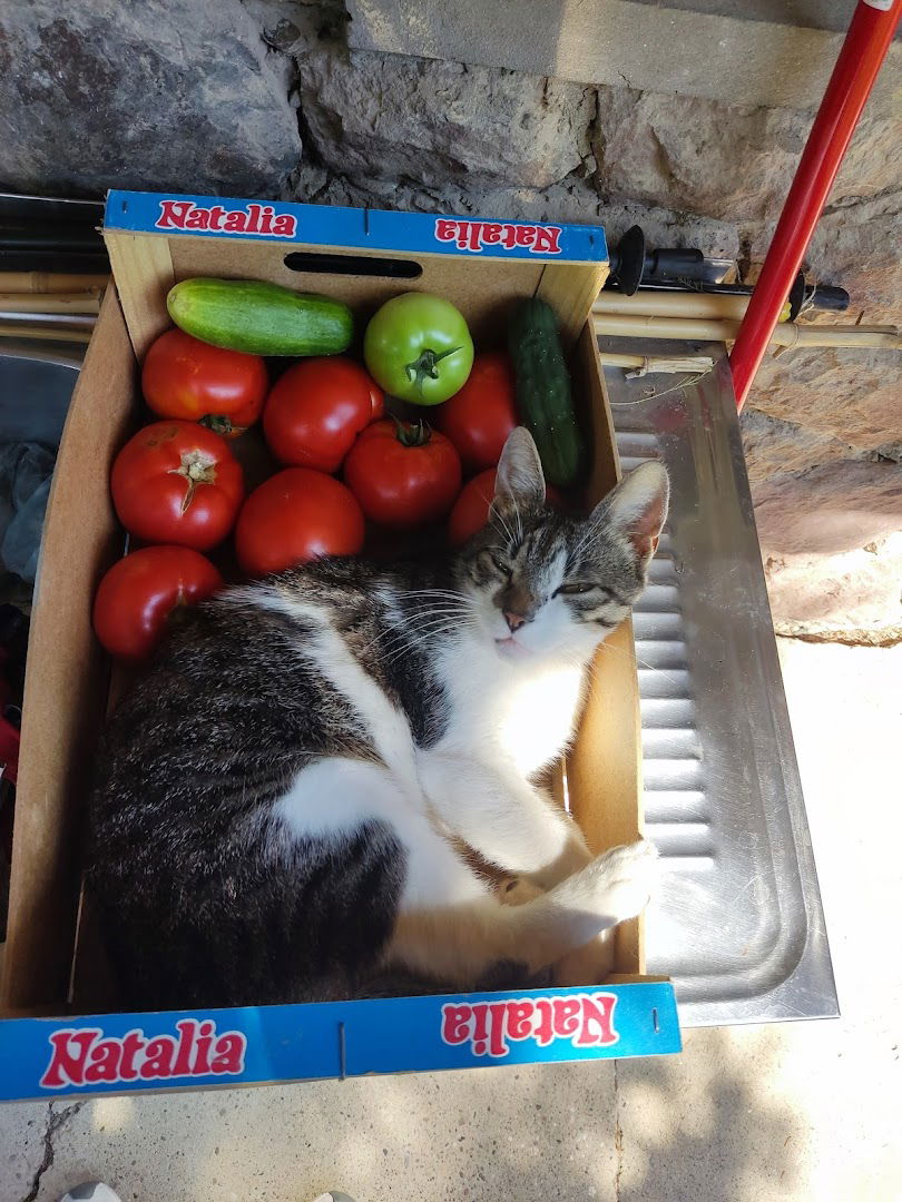 Корушка, Сусек