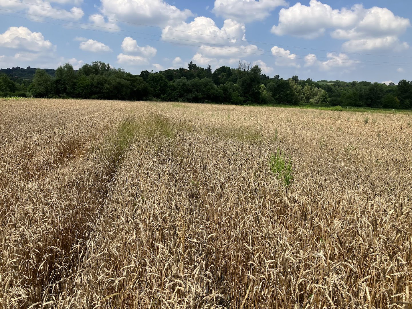 Poljoprivredno gazdinstvo "Ivica Vasković"