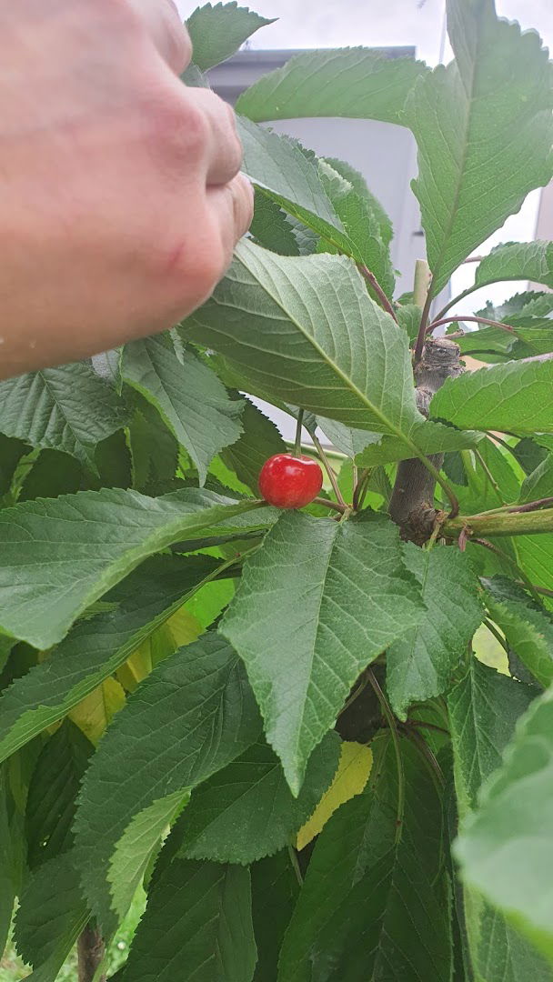 Studio apartman Dolenac