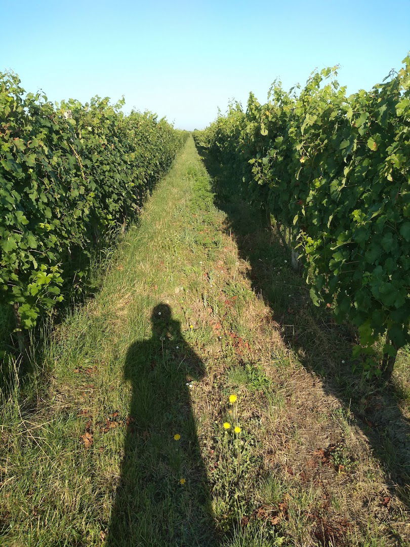 Winery Petković Latin