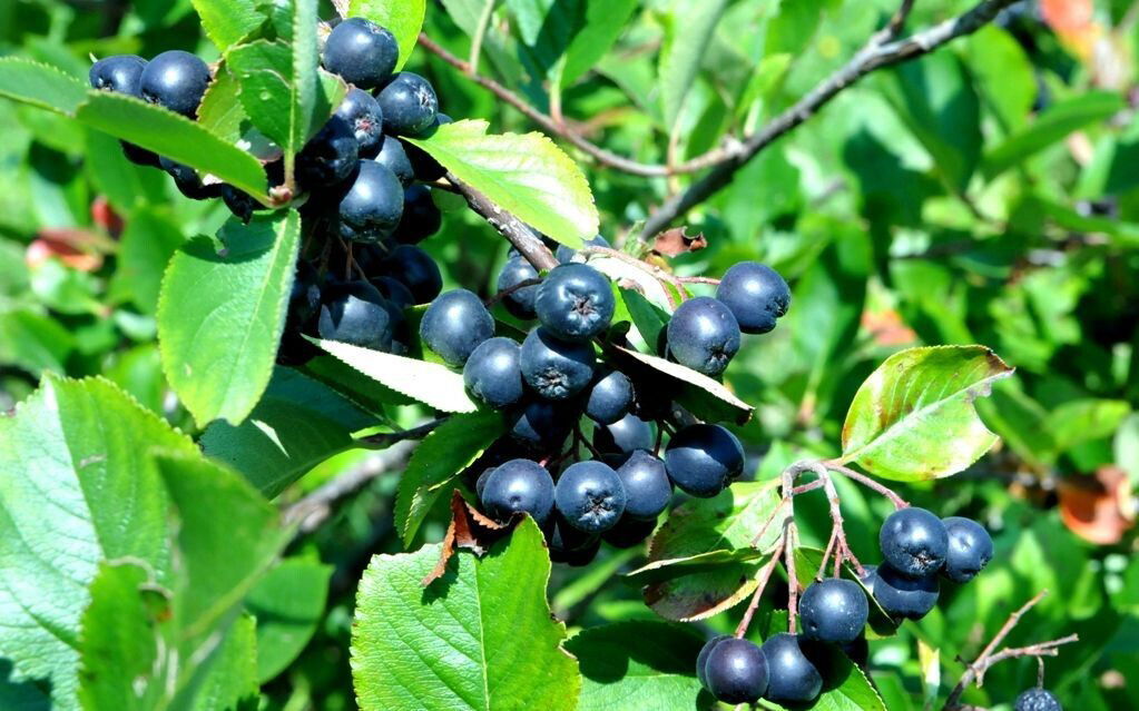 OPG Dejan Tomašević