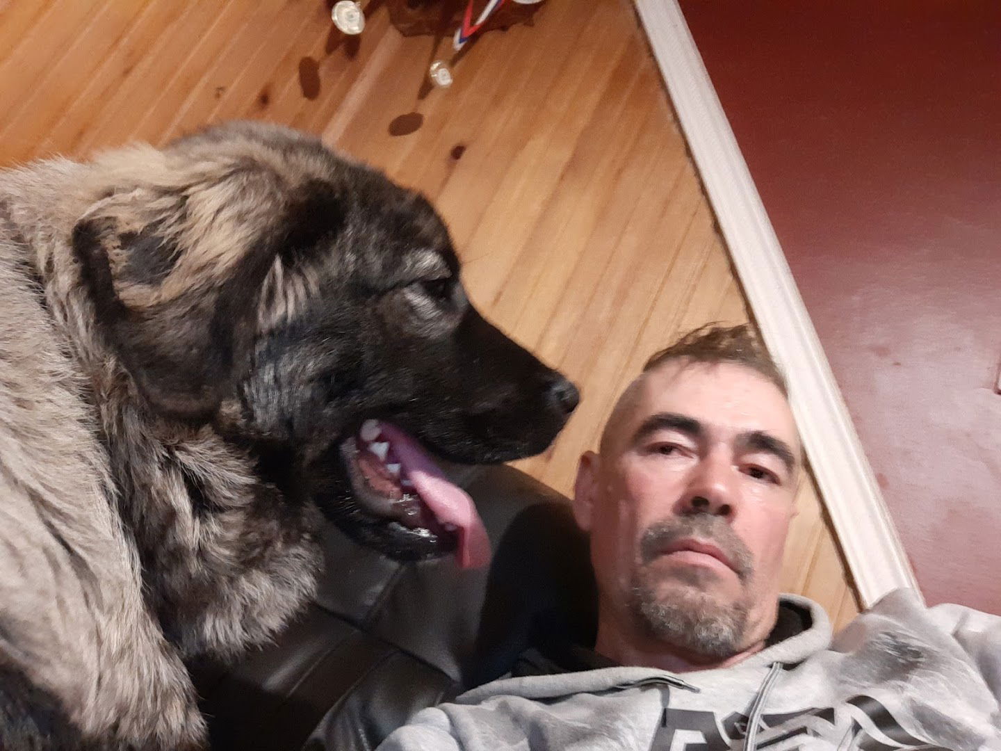 Šarplaninci Crepaja