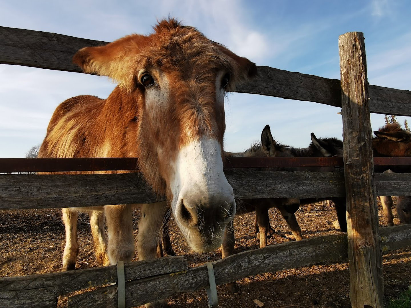 Farma magaraca Ranč Dar-Mar
