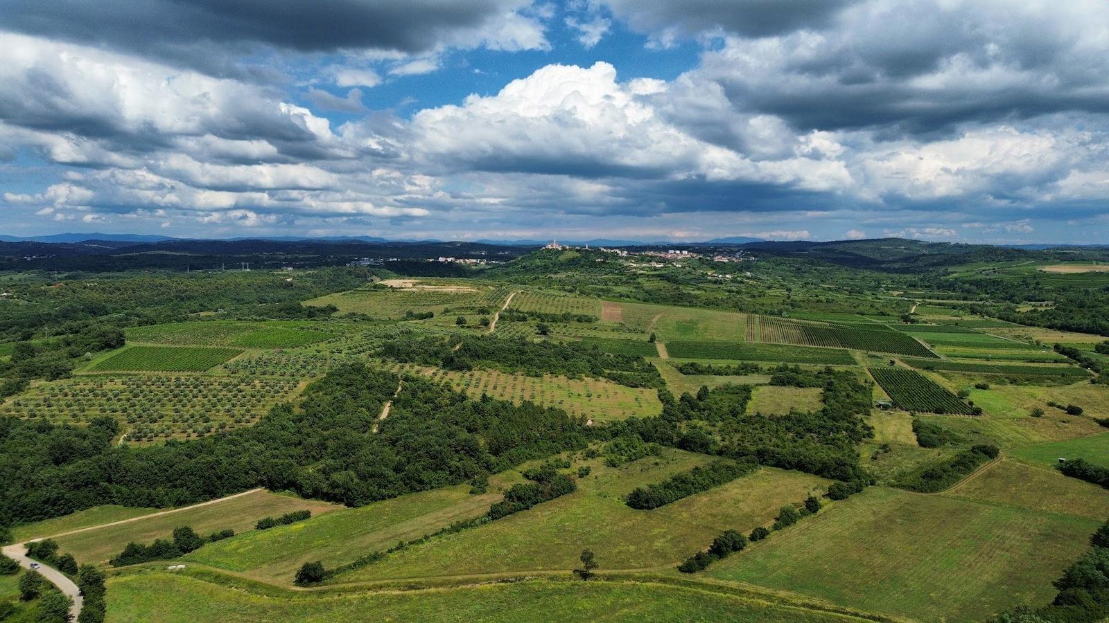 Olivo Istriano | Premium Extra Virgin Olive Oil