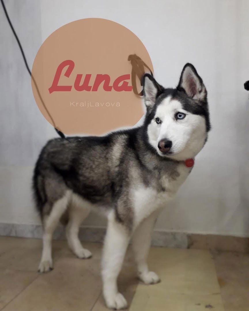 Salon za pse Kralj lavova