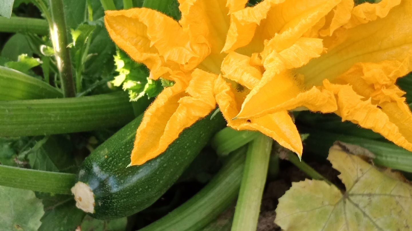 Biofarma PG Viktorija