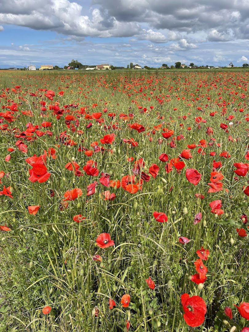 Perinel . Piante E Fiori