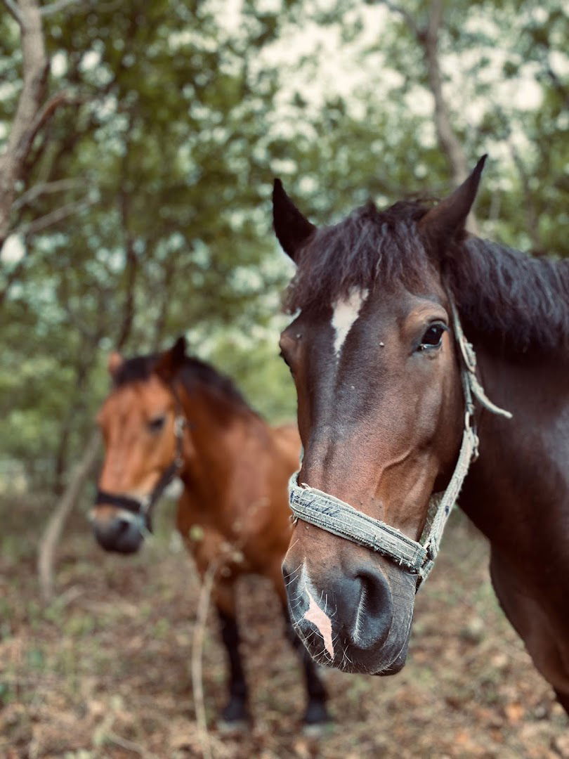 Konjički klub Zadar