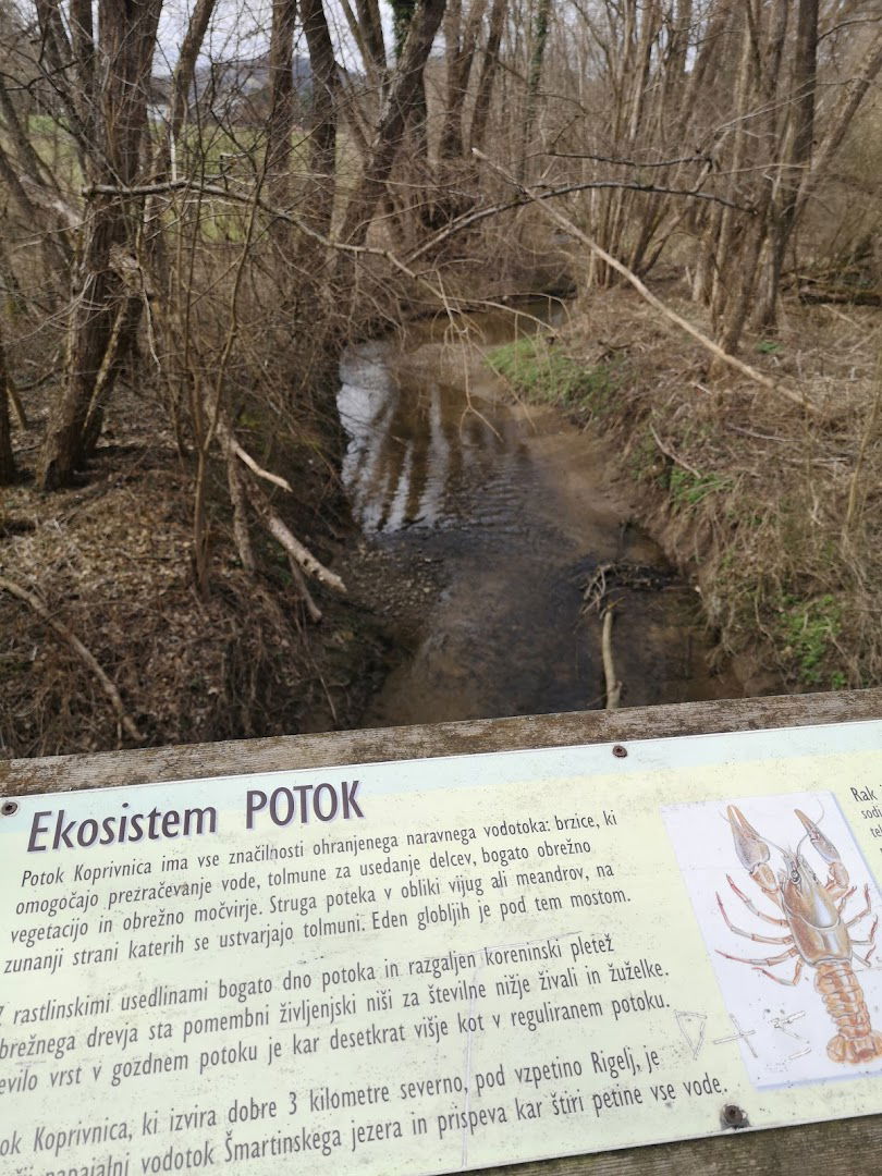 Ekosistem potok