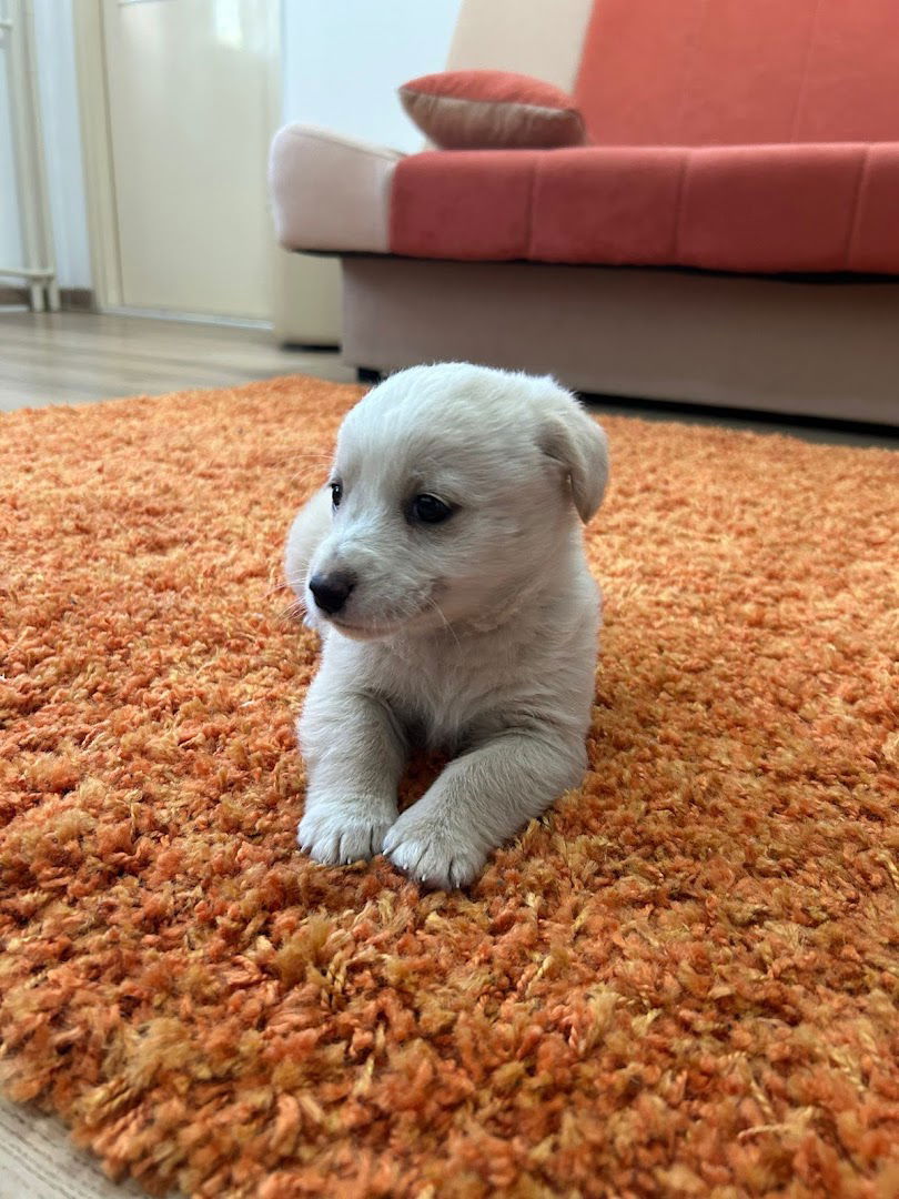 MONDO ANIMALE Veterinarska Ambulanta