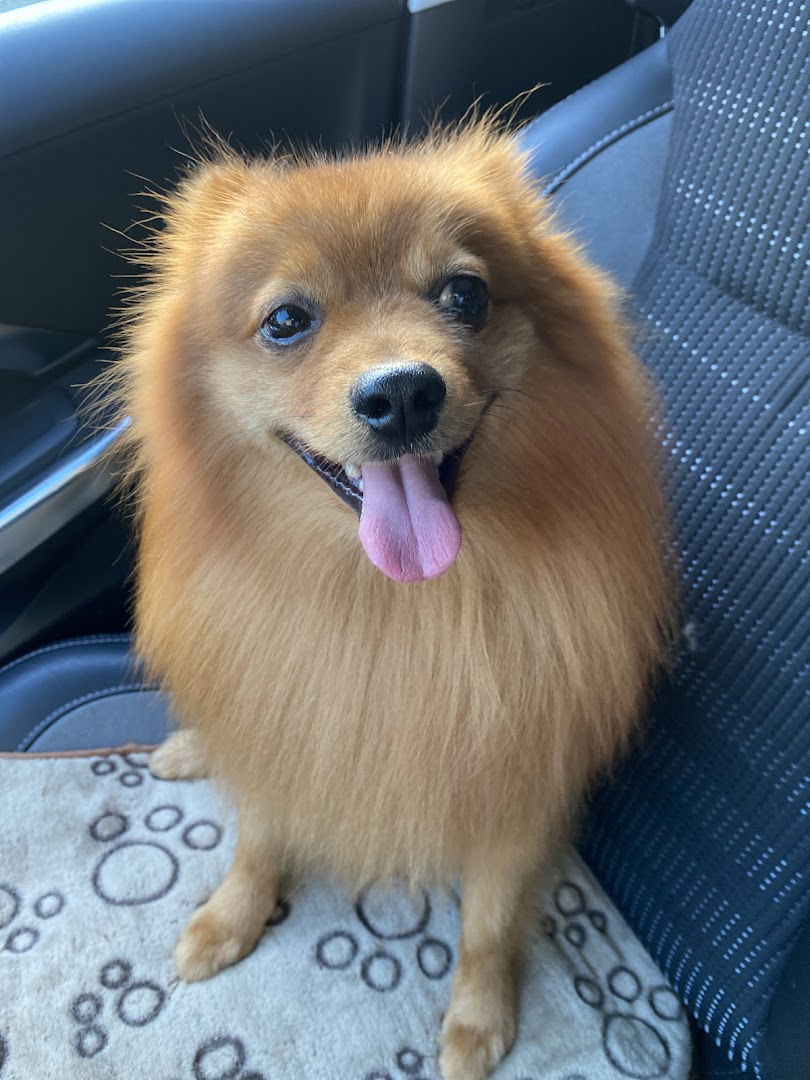 DOG GROOMING SALON TOP 011