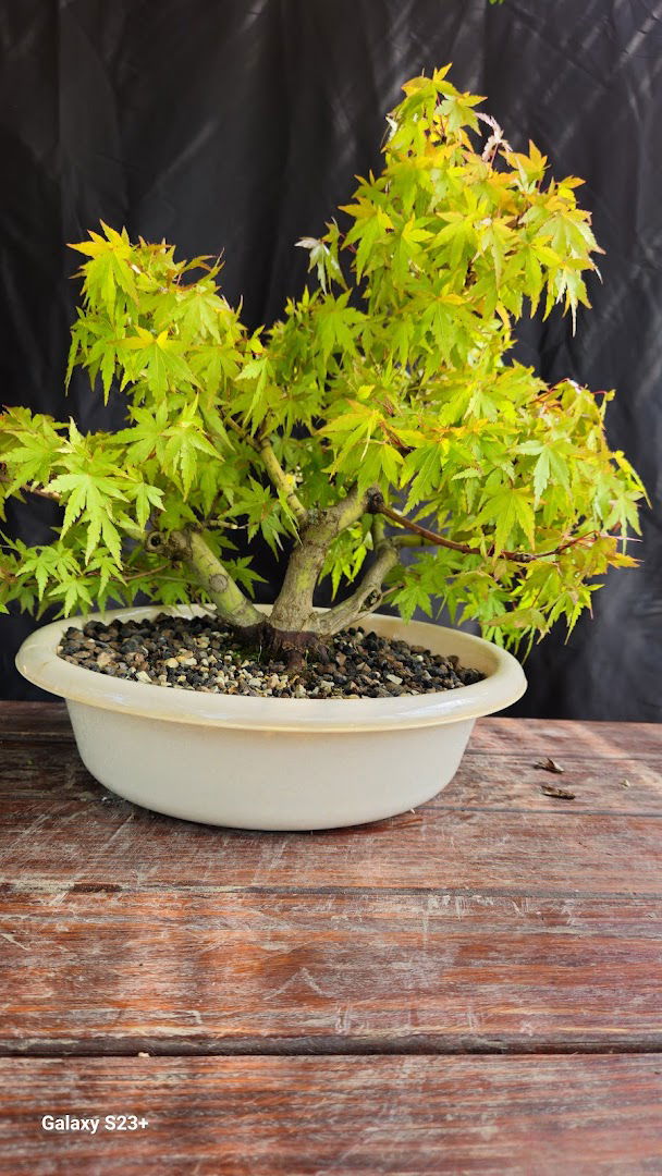Bonsai Atelje Nešić