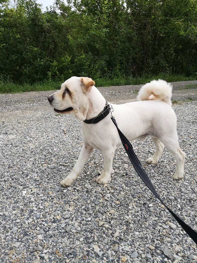 DAJ ŠAPU - Salon za šišanje pasa