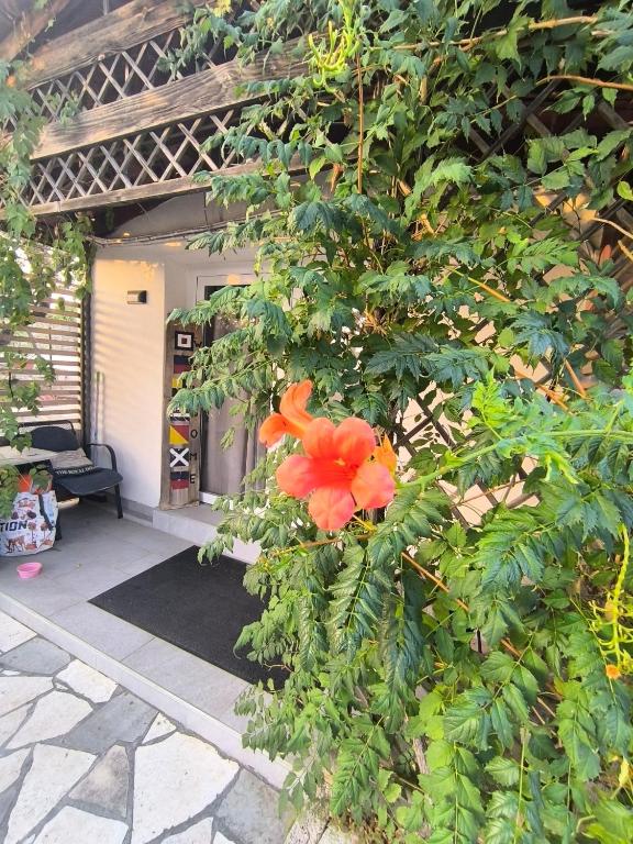 Wellness Apartments Ra