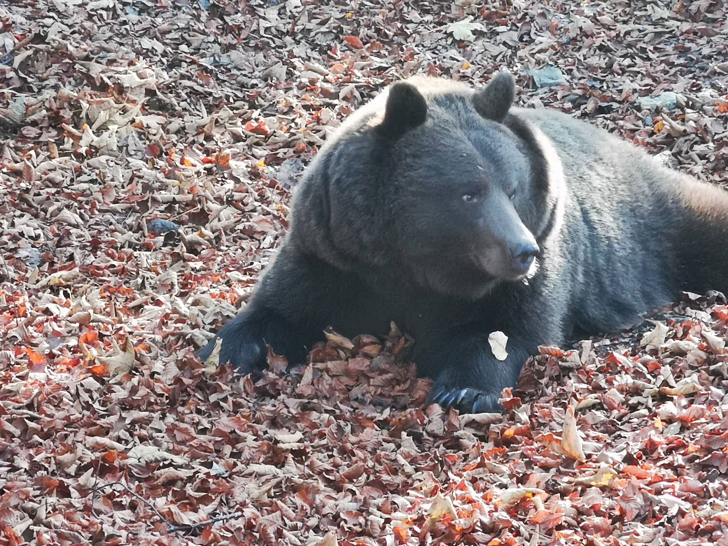 CROmedo - bearwatching