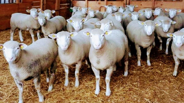 Farma ovaca "Il de frans" VRANJEŠ