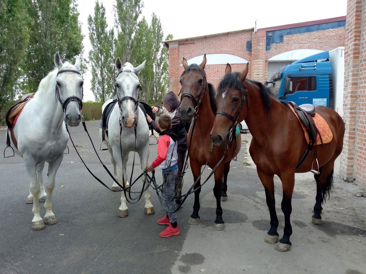 ERGELA BULIĆ SURČIN