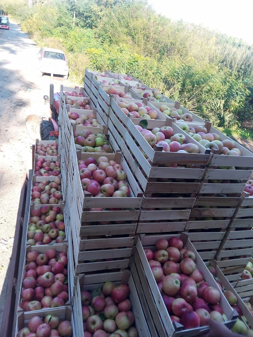 PLANTAZE MILOVANOVIC