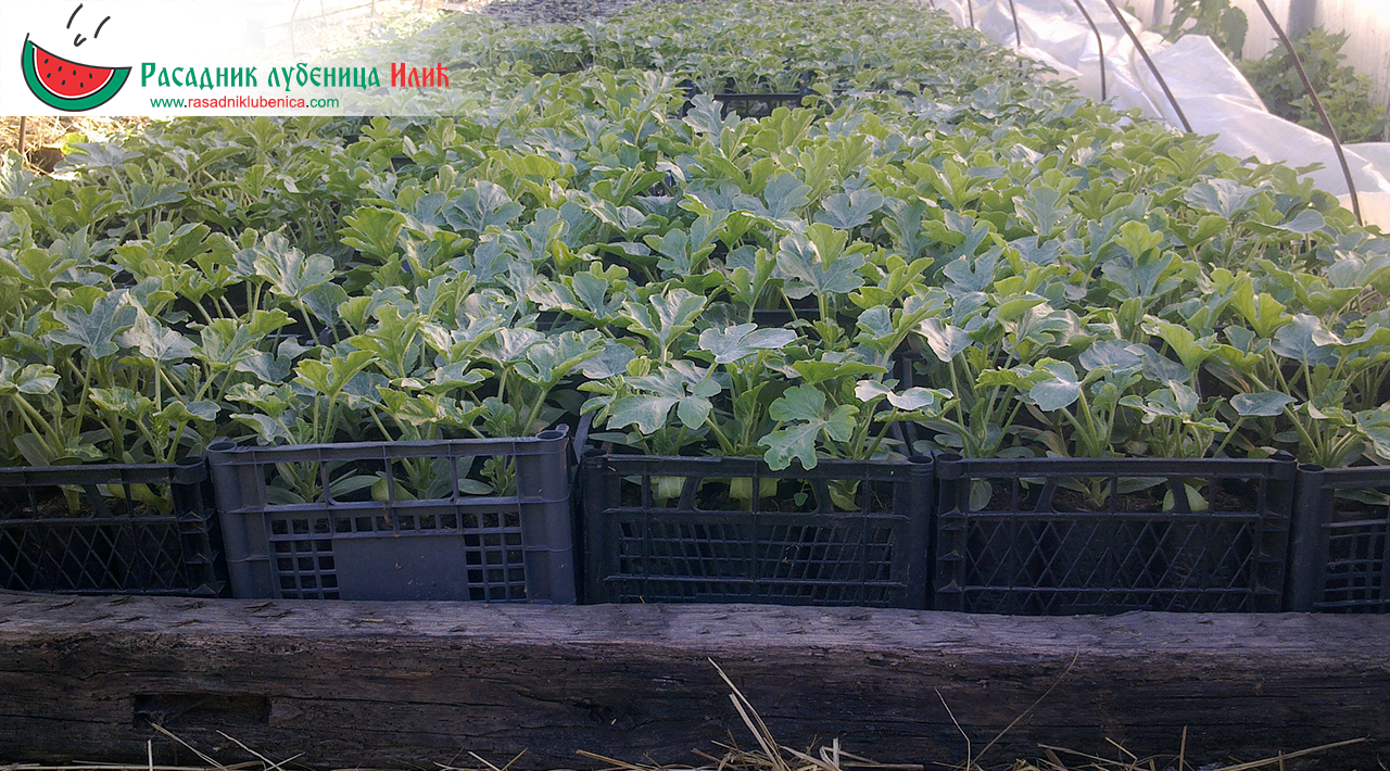Расадник лубеница Илић