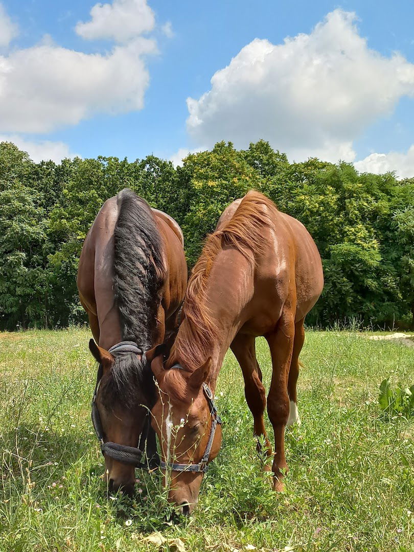 Konjički klub Monarh