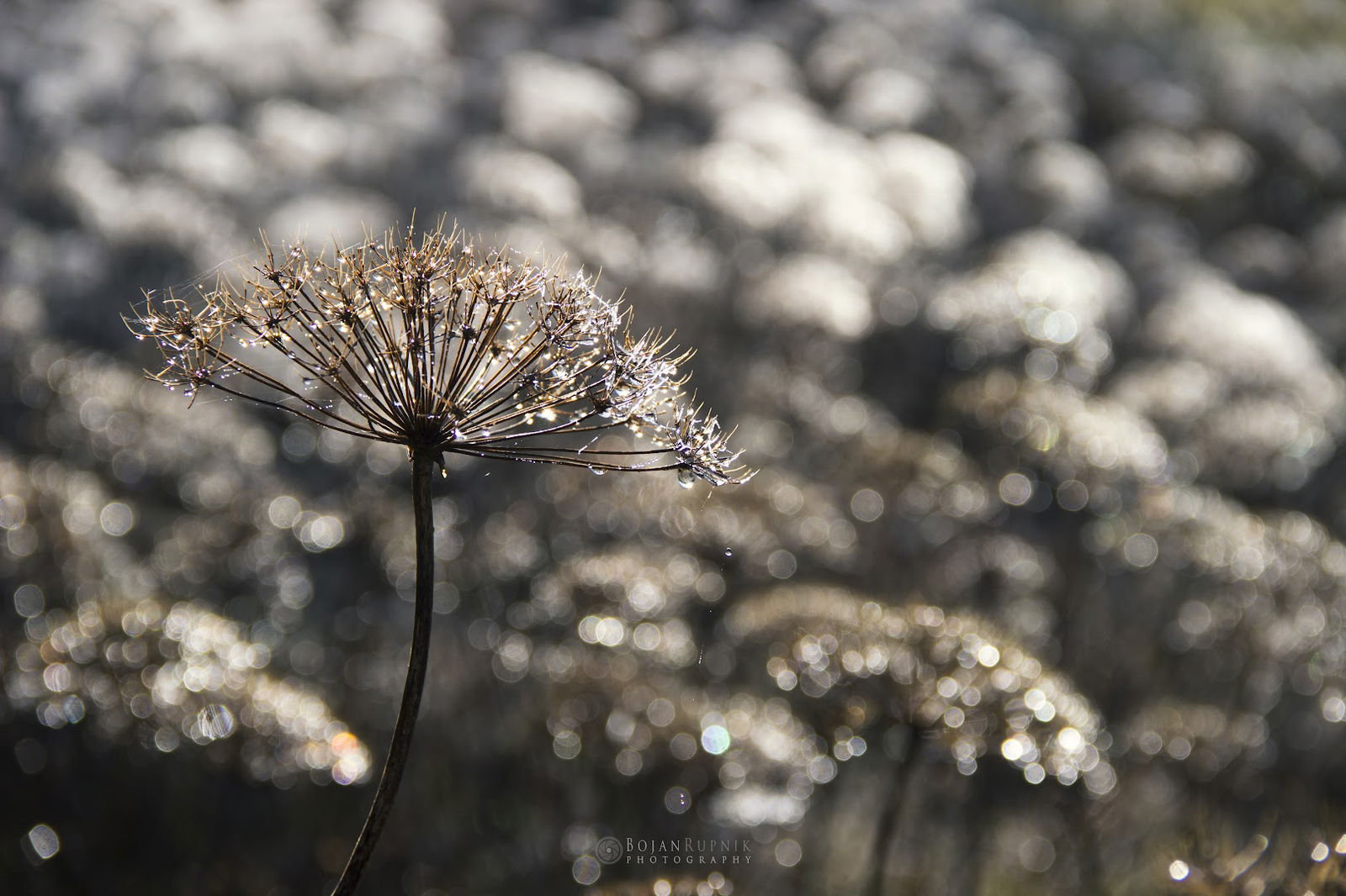 Bojan Rupnik Photography