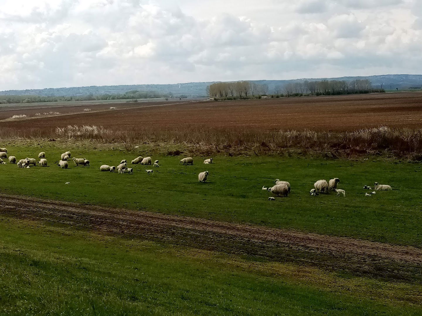 Šakan Commerce (prerada)