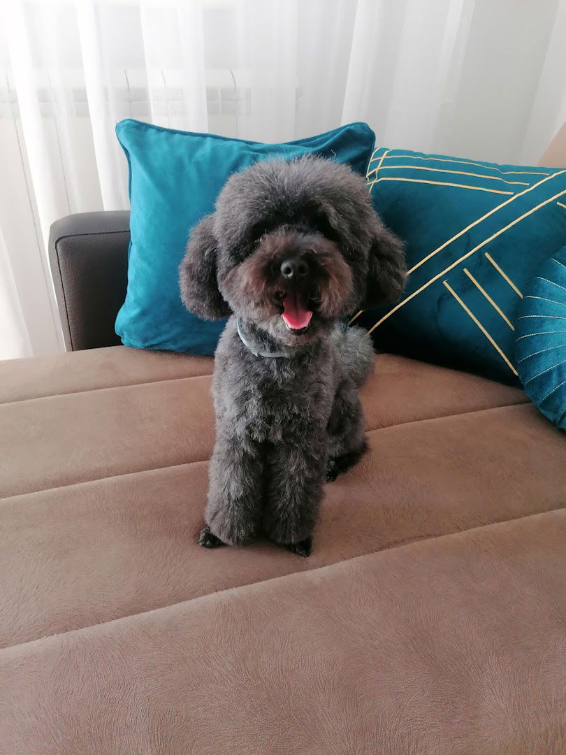 Marli & Folo, Salon za šišanje i negu pasa