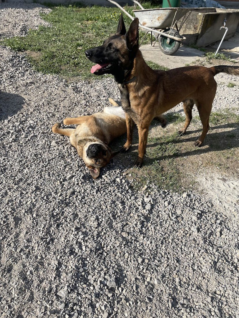 Centar za obuku pasa “Ares”