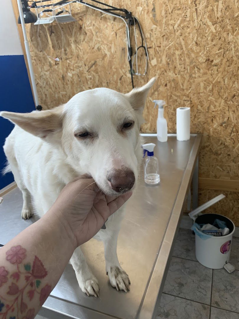 Ветеринарска станица "Свети Модест" д.о.о.