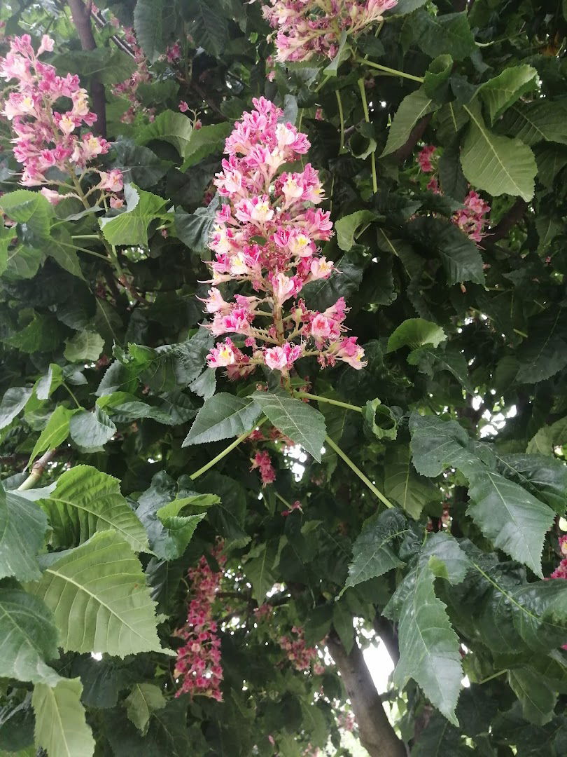 Veterinar Božinović, Zemun
