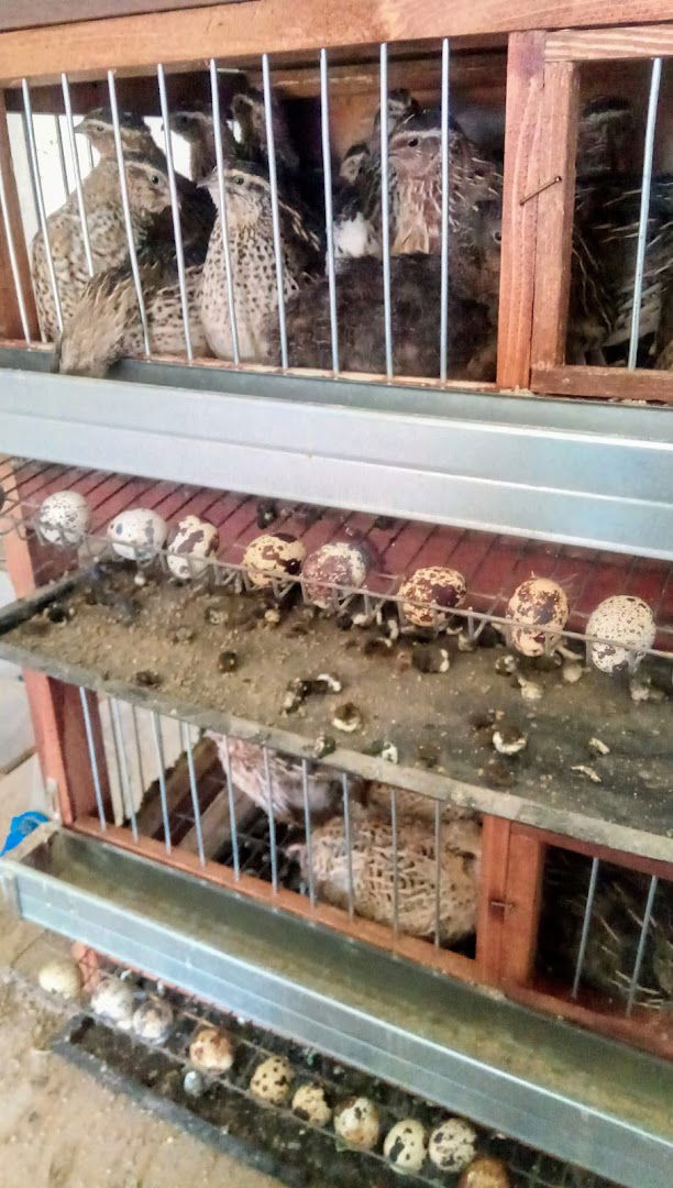 Farma BRACA MILJKOVIC